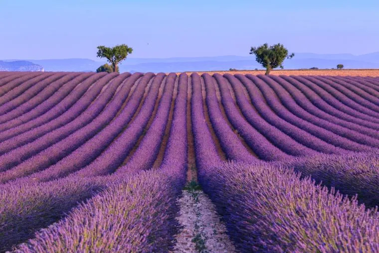 Lavendelfeld in der Provence - Ferienhaus Provence