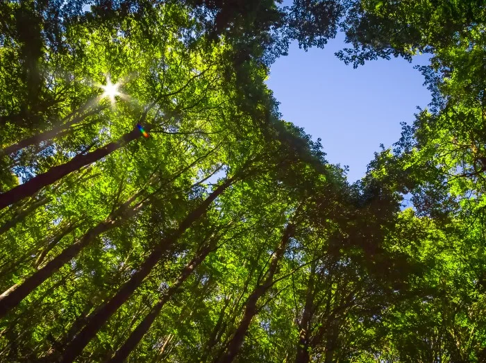 The Canopy of this Forest has a Heart Shaped Hole showing Blue Sky