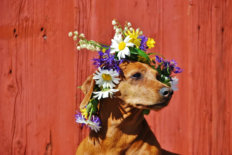 Dog-friendly holidays in Sweden