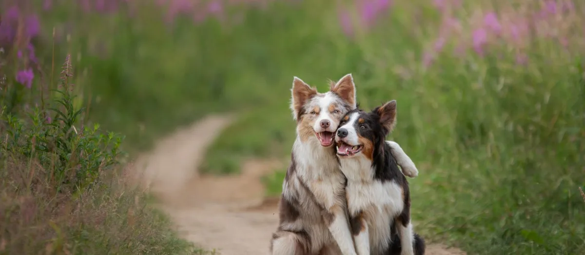 Dogs enjoying a holiday