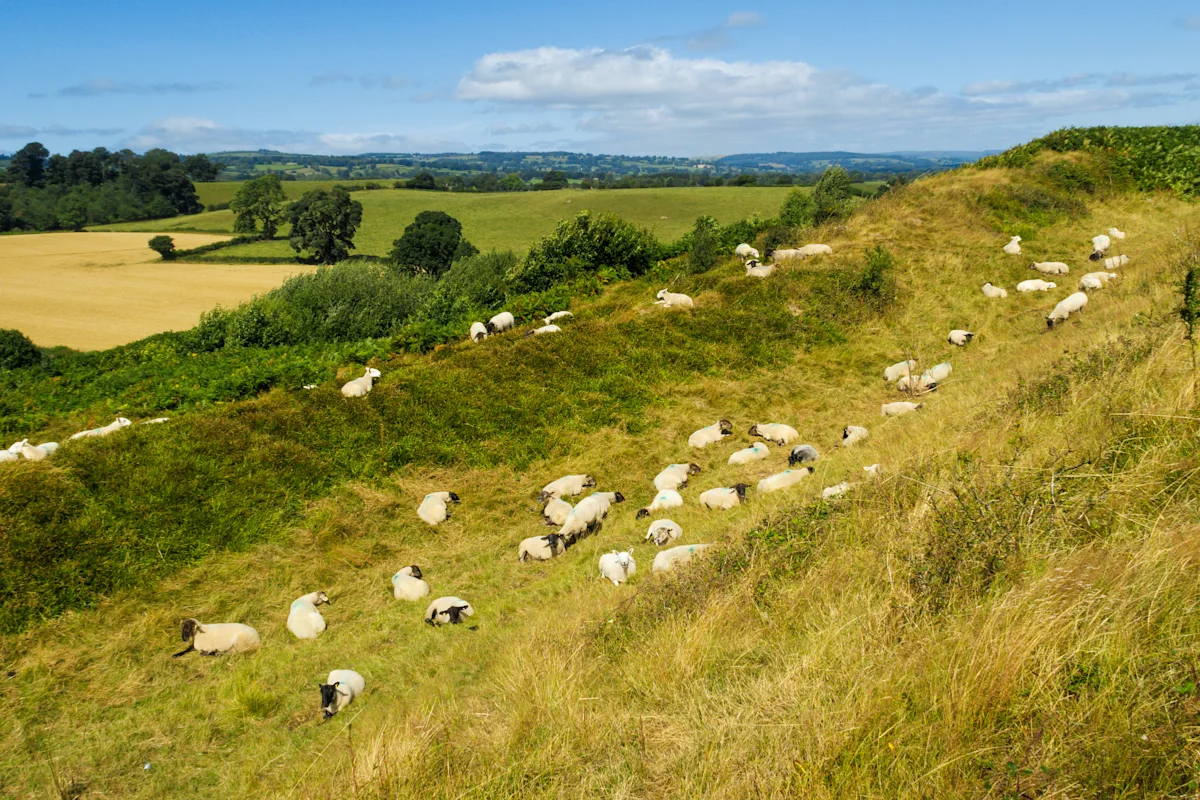 Field of sheep in the countryside in Oswestry, Shropshire, UK