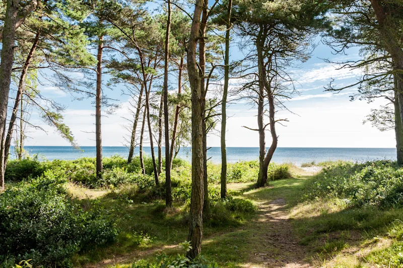 Blick durch den Wald auf den Strand und das Meer bei Balka Strand auf Bornholm.