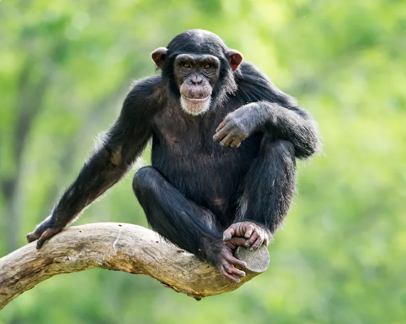 Chimpanzee sitting on a tree branch