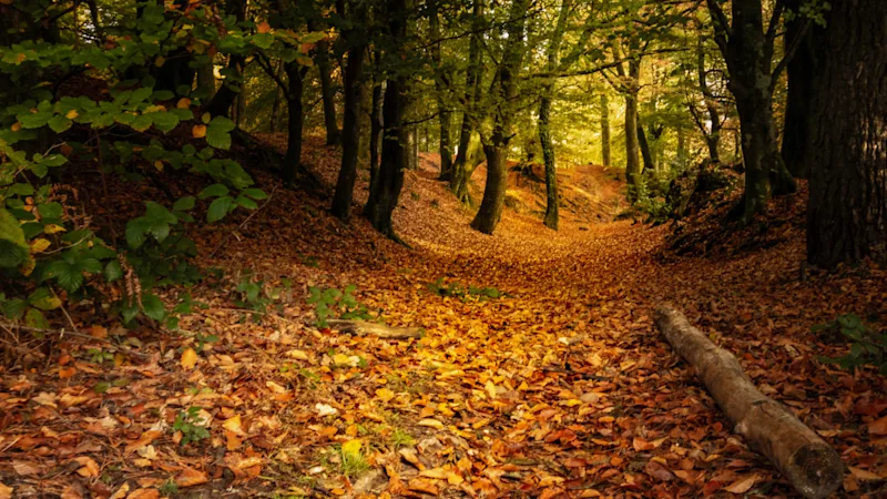 A Devon forest in the autumn