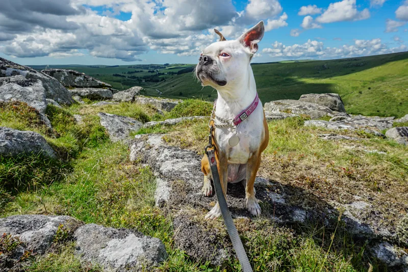 Dog in Dartmoor National Park, South Devon, UK