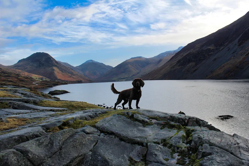Dog hiking near Scafell Pike in the Lake District, Cumbria, UK