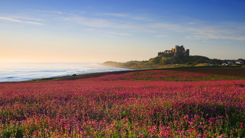 Bamburgh Castle & the pink Campions