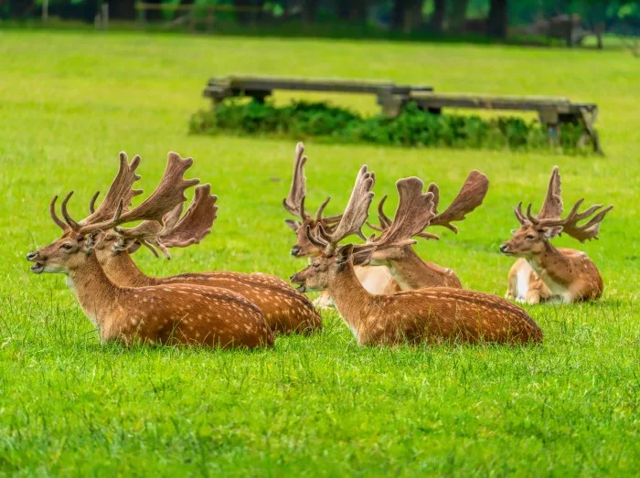 Deer lying down New Forest Hampshire