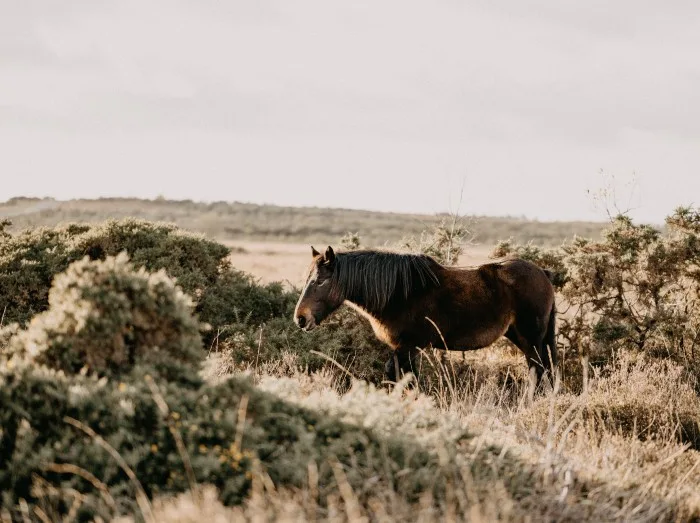 New Forest ponies