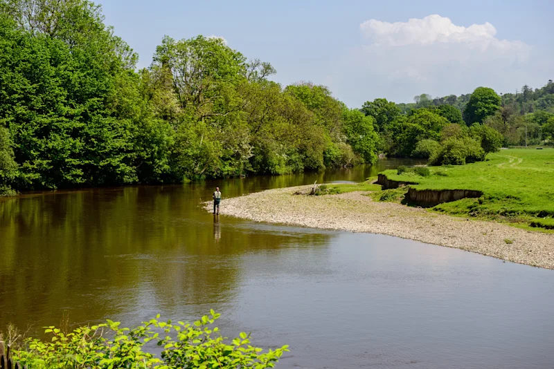 Angler on the River Teifi at Newcastle Emlyn