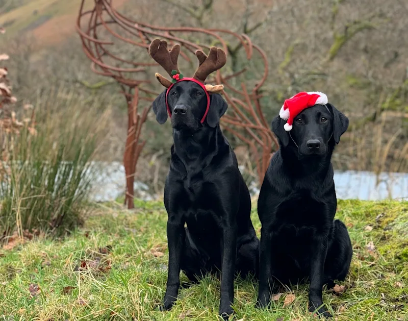 Dog-Friendly Christmas Breaks