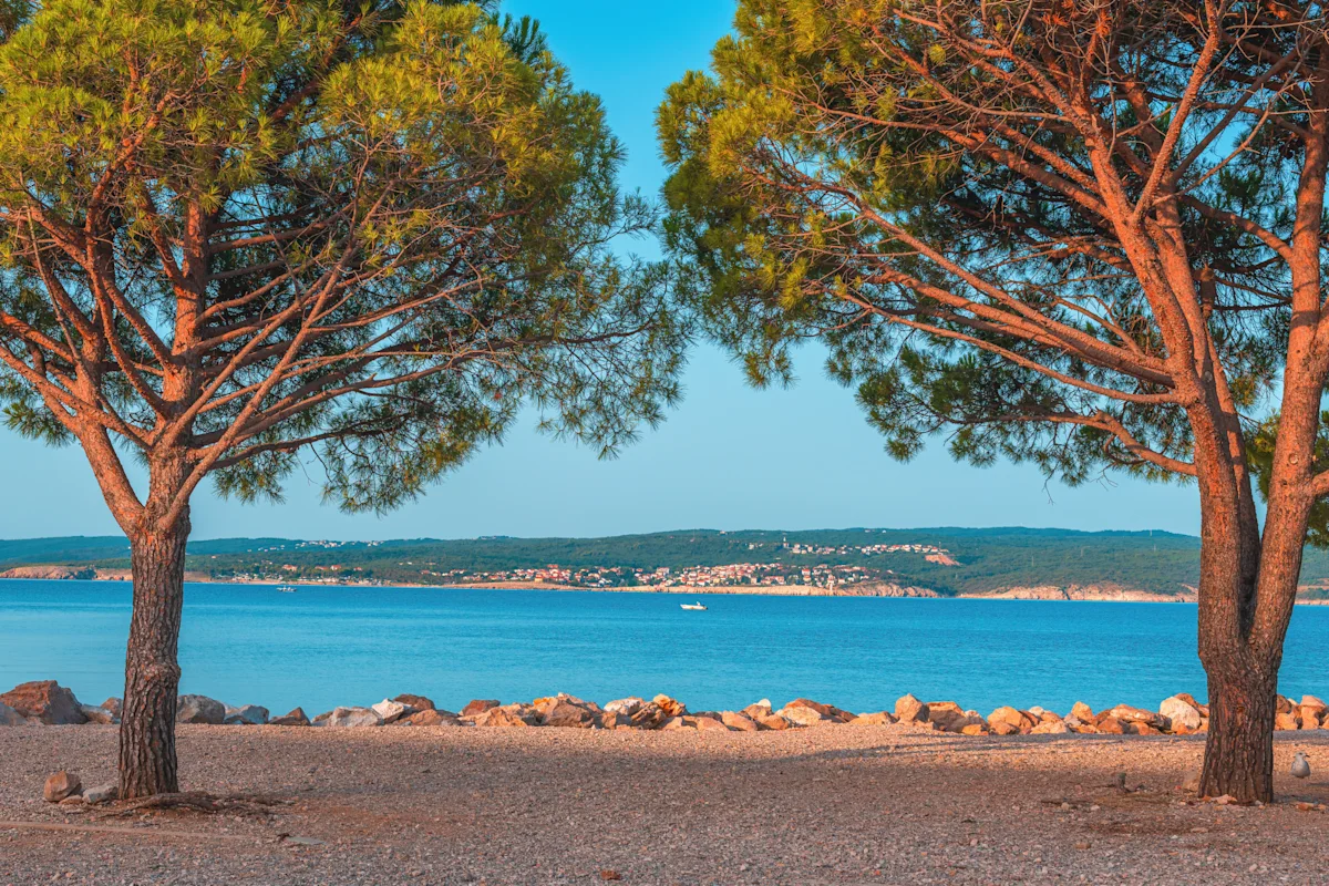 Europäische Rotkiefer an der kroatischen Adriaküste in der Stadt Crikvenica.