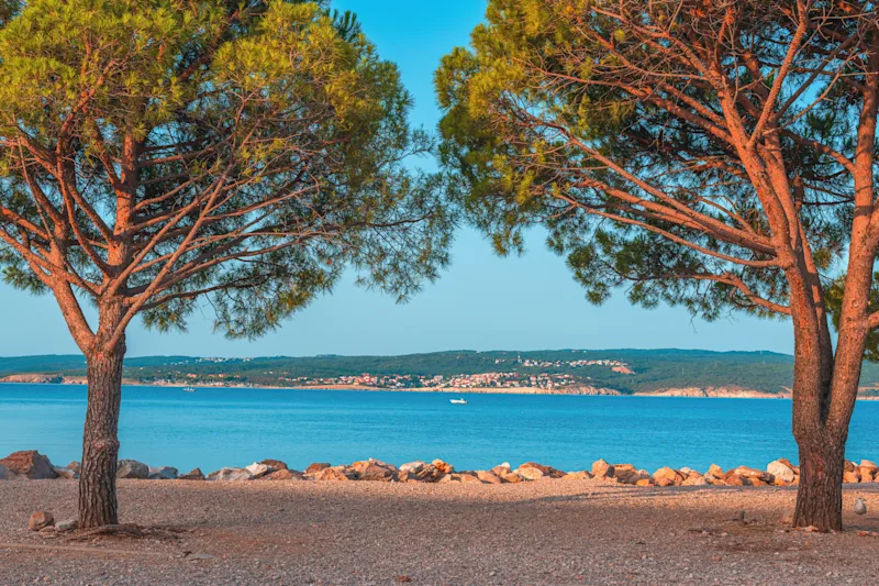 Europäische Rotkiefer an der kroatischen Adriaküste in der Stadt Crikvenica.