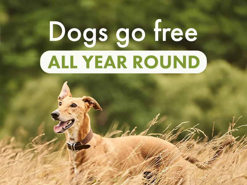 Dogs go free all year