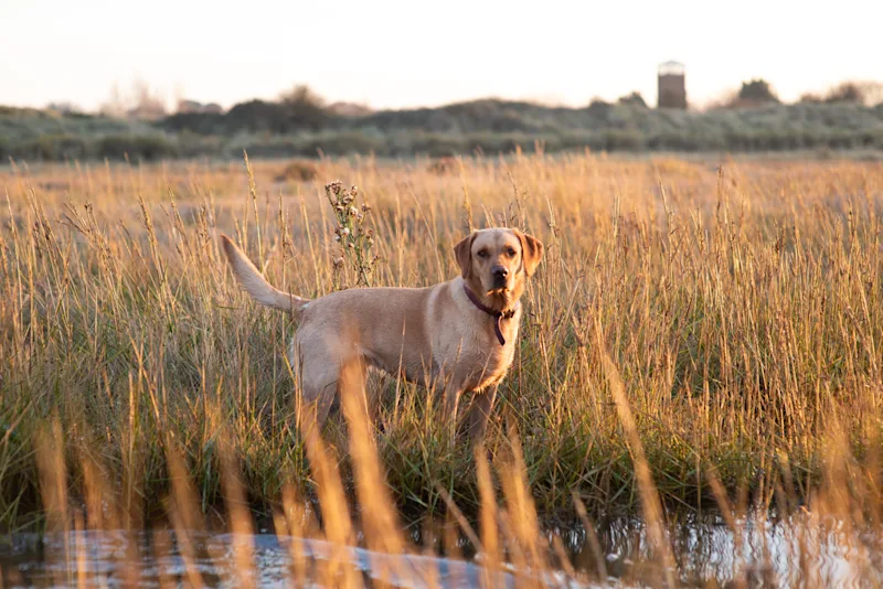 Dog in the countryside at dusk in Norfolk, England, UK