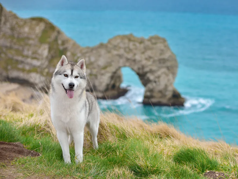 Husky on the coast in front of Durdle Door in Dorset, England, UK
