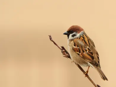 House Sparrow