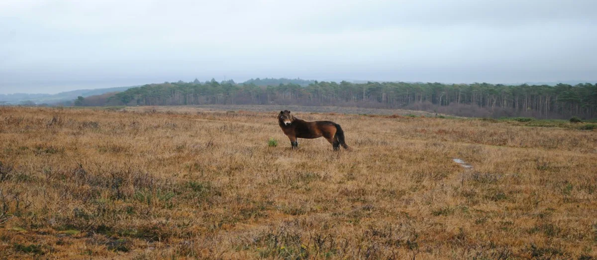 Wild pony grazing in Exmoor National Park in Devon, England