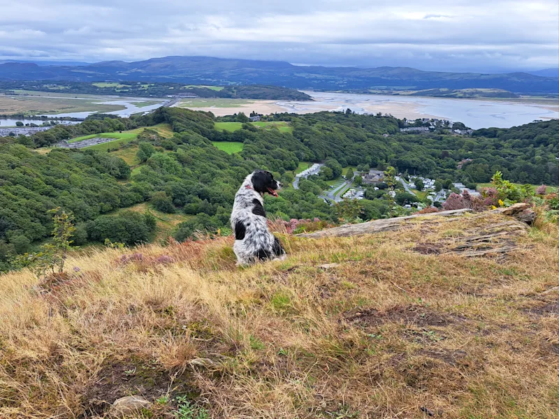 Dog-Friendly Holidays in Wales