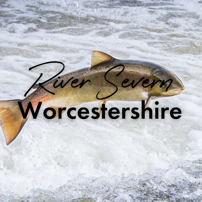 An Atlantic salmon (Salmo salar) jumps out of the water at the Shrewsbury Weir on the River Severn in an attempt to move upstream to spawn. Shropshire