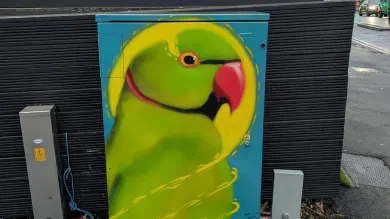 Be inspired to paint or draw the birds you spot, like an artist did with these local parakeets!