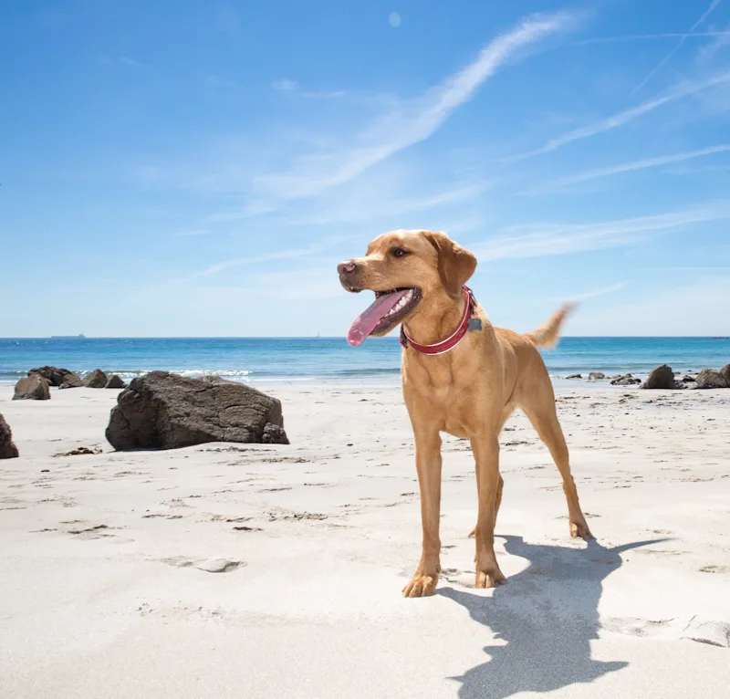 A happy and healthy pet Labrador Retriever dog standing on a white sandy beach in Cornwall, UK