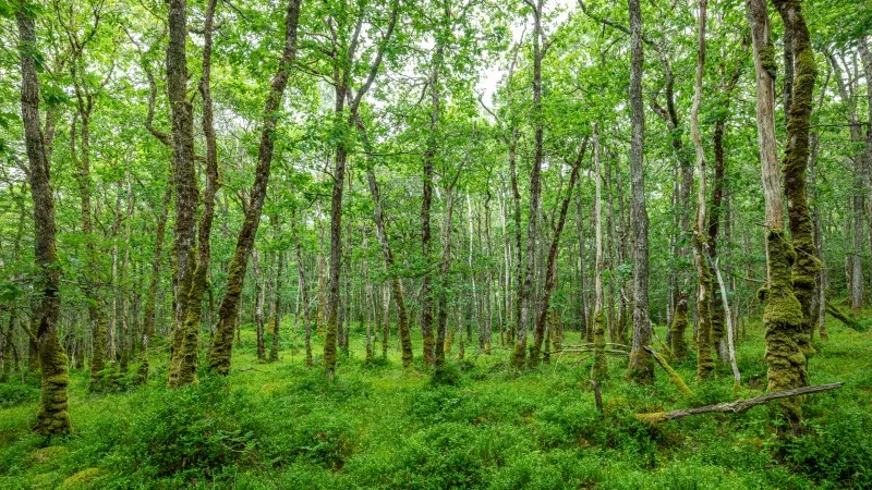 Wood of Cree Scottish Rain Forest in The Galloway National Forest