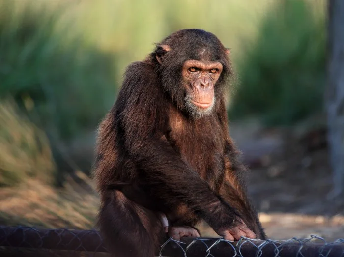 chimpanzee at the zoo