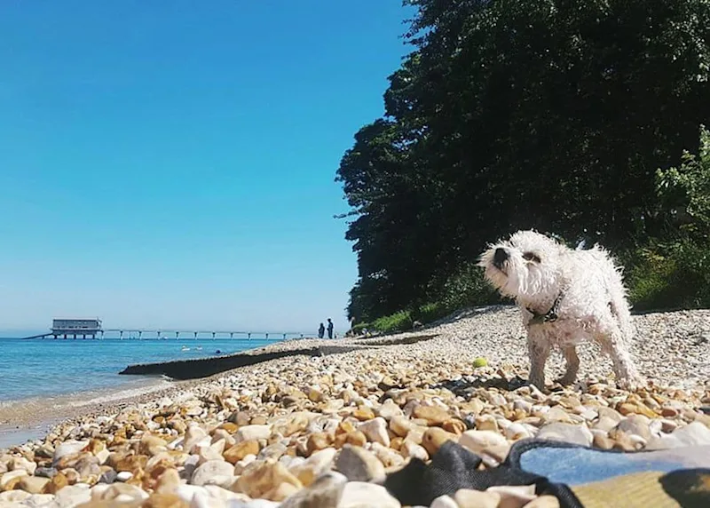Dog-friendly Isle of Wight holidays