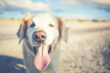 Herbsturlaub Ostsee Hund