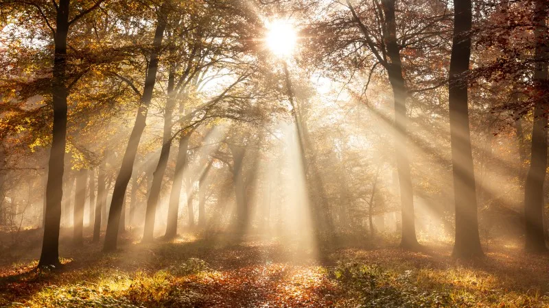 Sunlight filtering through tall trees in an autumn forest, casting warm rays over a leaf-covered footpath.