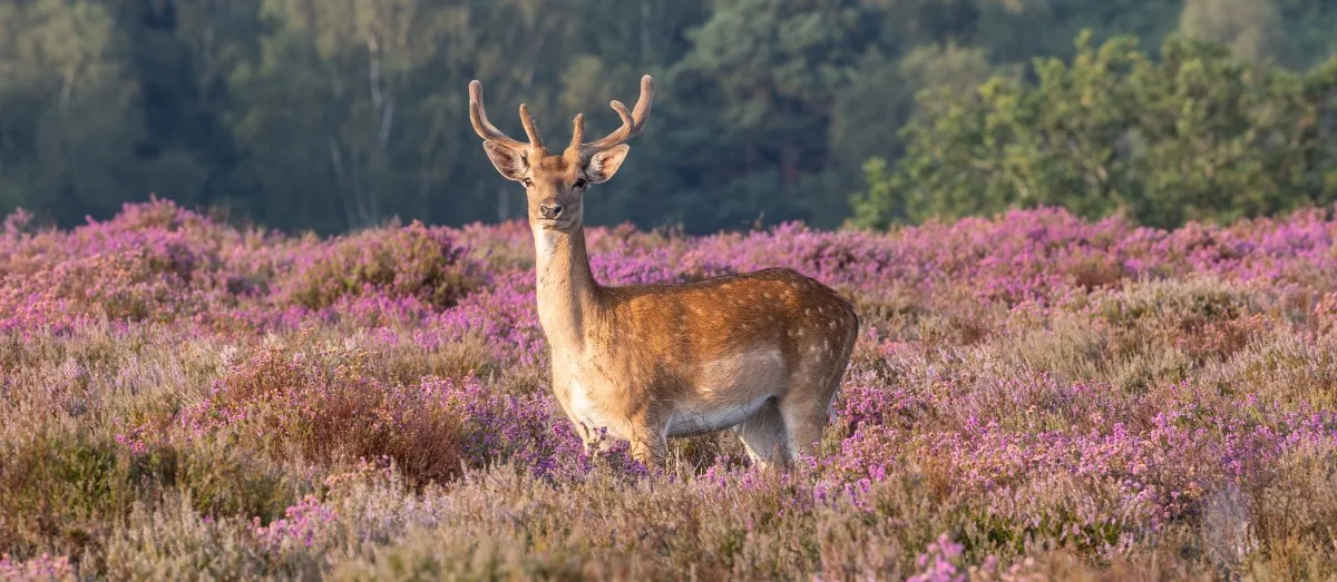 A large single fallow deer standing in heather lit by early morning sun with trees and bushes behind all in the New Forest, Hampshire,