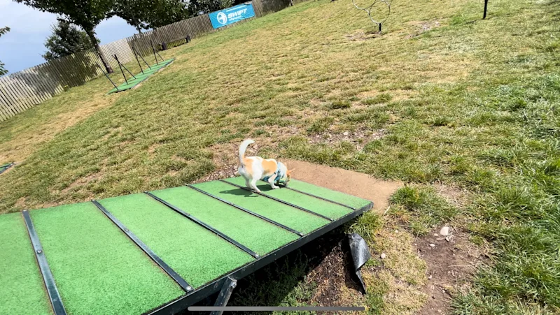 Chihuahua running down a ramp at the dog agility course at Love2Stay Shrewsbury (LTSS) in Shropshire, England, UK