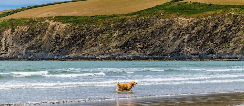 Dog in the surf on the beach at low tide in Newport in Pembrokeshire, Wales, UK