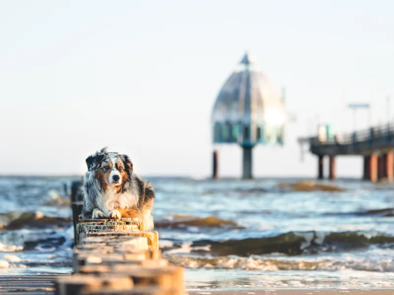 Ostsee Deutschland mit Hund