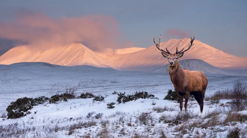 Composite image of red deer stag in Majestic Alpen Glow hitting mountain peaks in Scottish Highlands during stunning Winter landscape sunrise