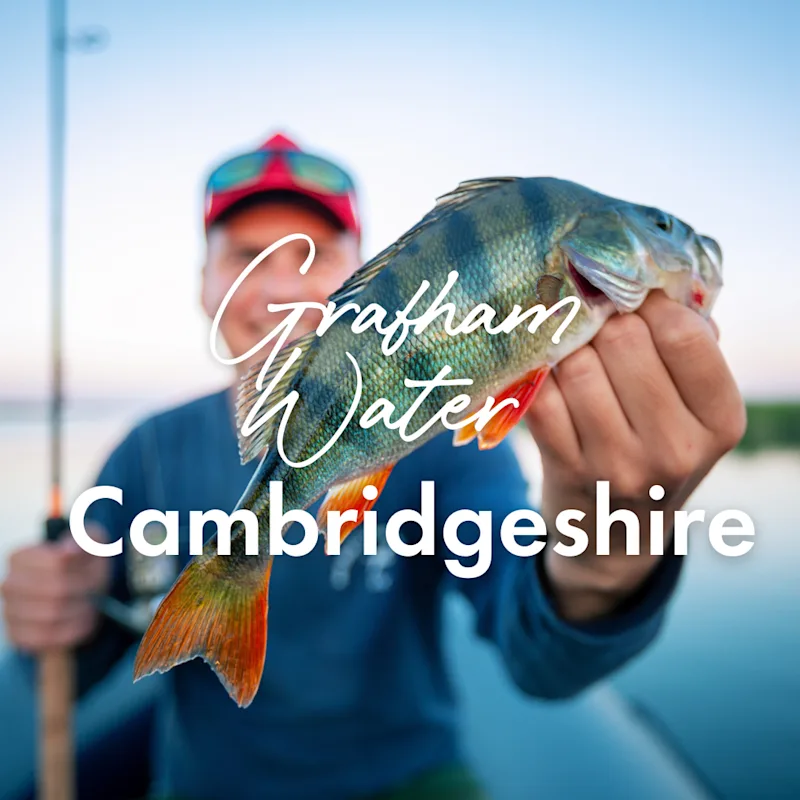 Young amateur angler holds perch fish (Perca fluviatilis) and smiles being on the lake