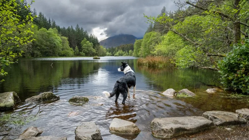 Dog Friendly Hot Tub Cottages in Scotland