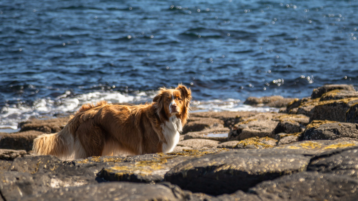 Dog at the Giant's Causeway