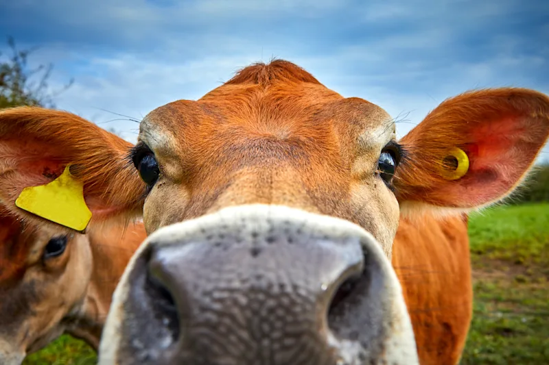 Close up image of Jersey cow head with shallow depth of field view.