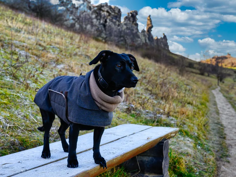 Urlaub mit Hund im Harz
