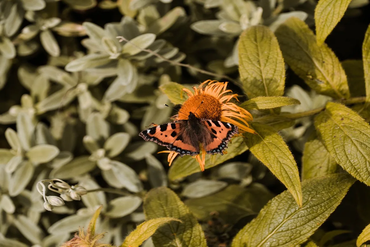 RHS Garden Rosemoor