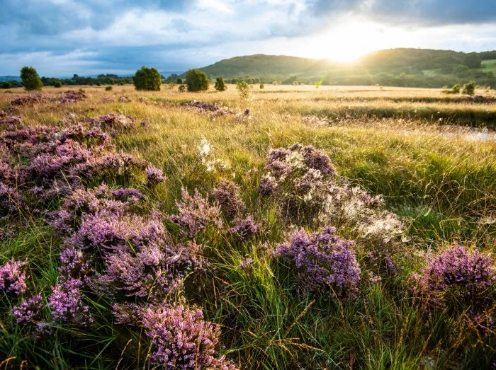 Cors Caron National Nature Reserve near Tregaron in mid-Wales