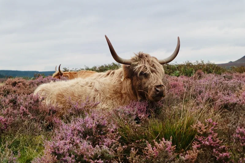 Wildlife surrounding Pickering