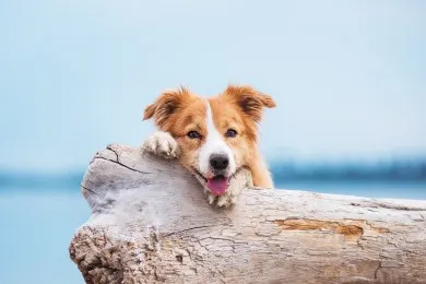 Two welsh corgi pembroke dogs sitting next to each other on the beach at the seaside, very happy during vacations