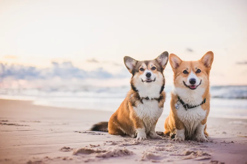 Two welsh corgi pembroke dogs sitting next to each other on the beach at the seaside, very happy during vacations