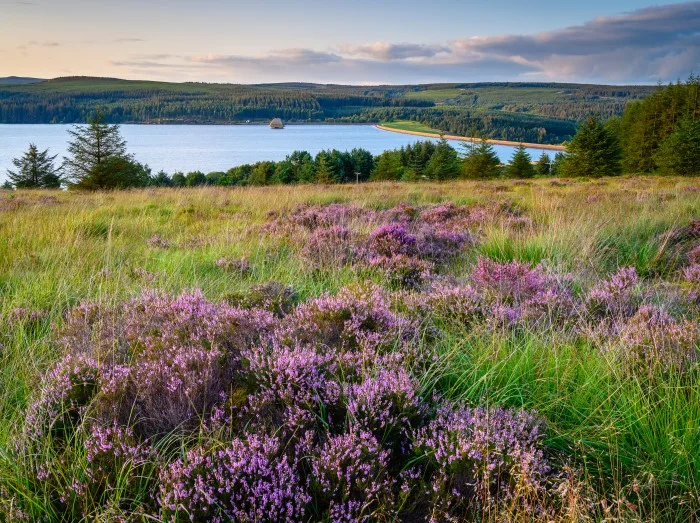 Falstone Moss overlooks Kielder Water, and Forest Park