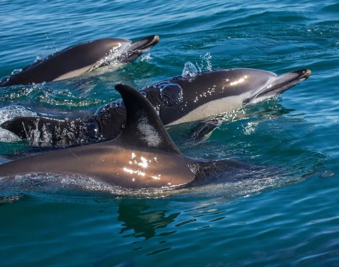 Dolphin Watching, Falmouth