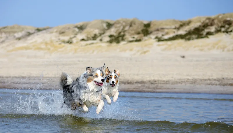 Dogs enjoying a beach