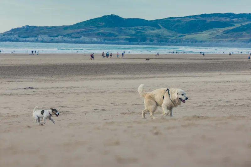 Dogs running along Woolacombe Beach in North Devon, UK